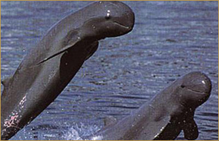 The Mekong Discovery Trail