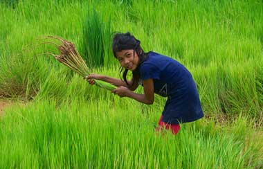 The Green Season In Cambodia